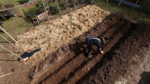 Gardeners World episode 4 2015 - Monty Don plants a bed of asparagus