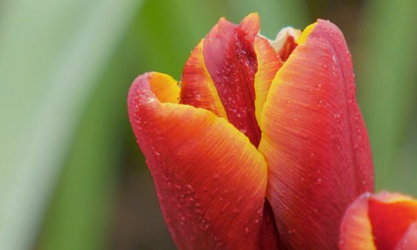 Gardeners World episode 2 2016 - Growing lilies and roses