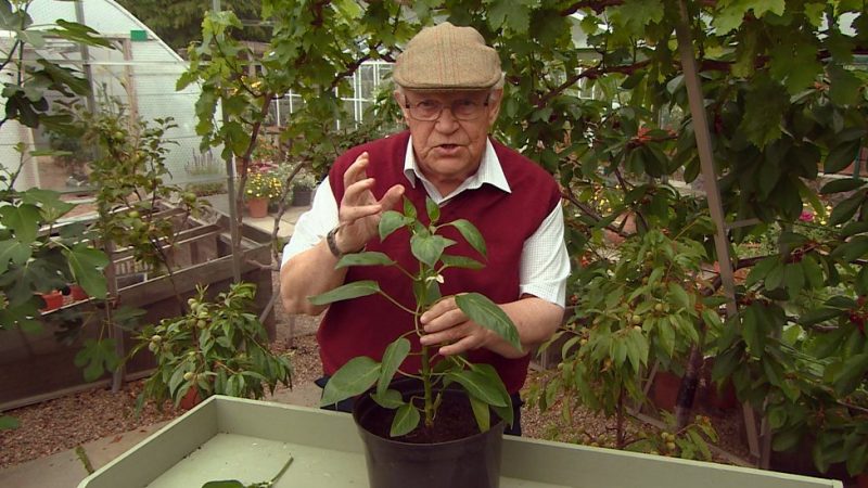 Read more about the article The Beechgrove Garden episode 14 2015