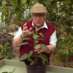 Beechgrove Garden episode 18 2017
