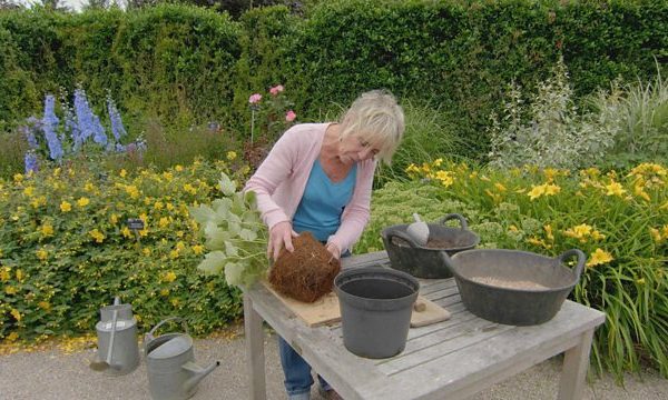 You are currently viewing Gardeners World episode 23 2016