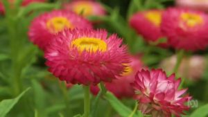 Read more about the article Gardening Australia ep. 6 2018