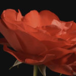 Carol Klein's Plant Odysseys - Roses episode 1