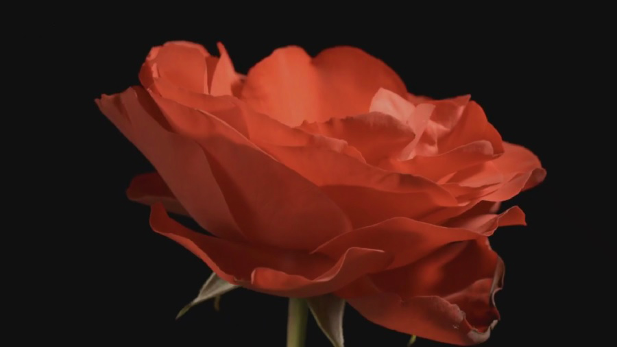 Read more about the article Carol Klein’s Plant Odysseys – Roses episode 1