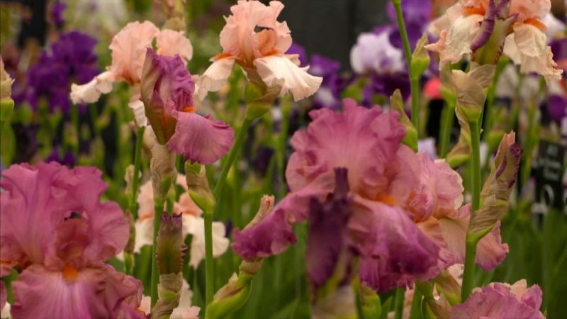 Read more about the article Chelsea Flower Show episode 13 2018