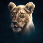 Dynasties episode 3 - Lion - David Attenborough