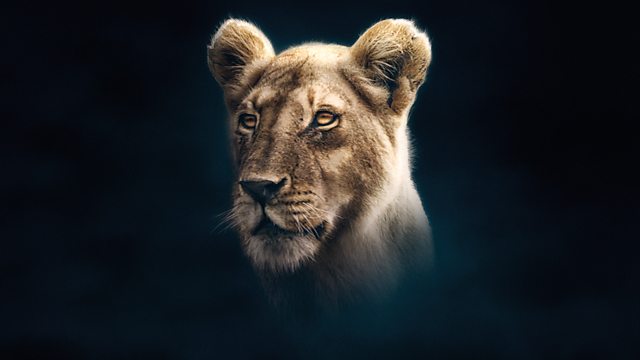 Read more about the article Dynasties episode 3 – Lion – David Attenborough