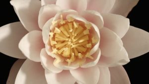 Read more about the article Carol Klein’s Plant Odysseys – Waterlily episode 4