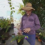 Gardening Australia episode 14 2019