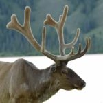 Wild Rockies episode 1 – Canadian Rockies