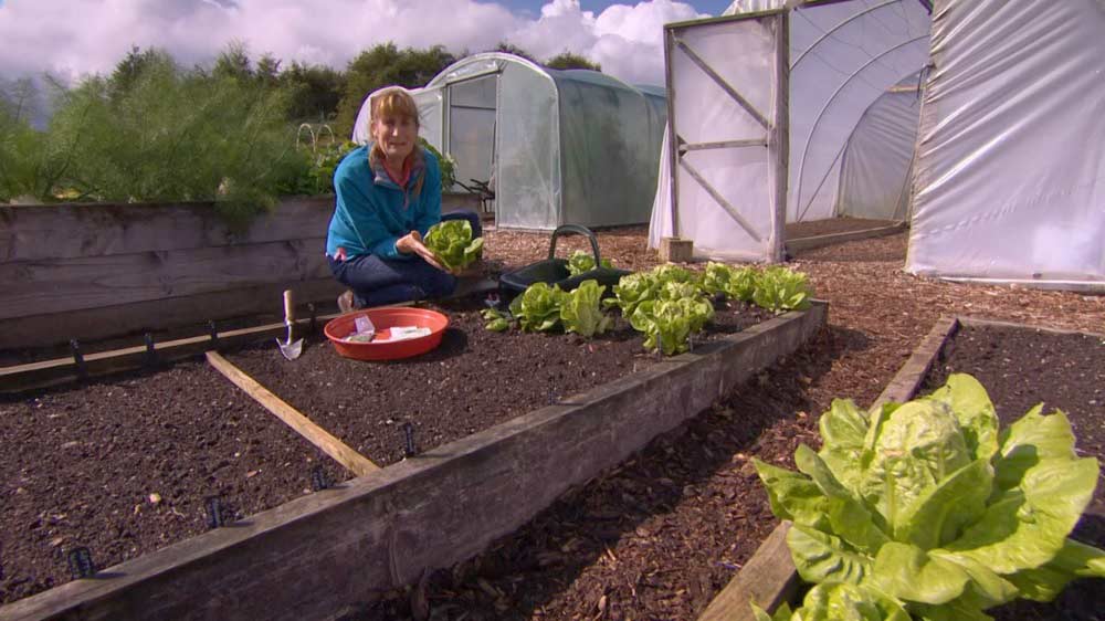 Read more about the article The Beechgrove Garden episode 12 2019