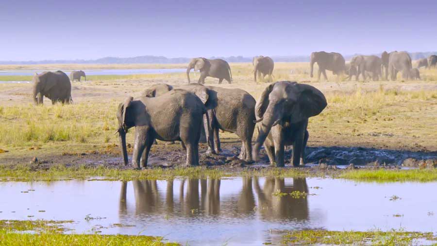 Read more about the article Great Parks of Africa episode 6 – Chobe Land of Learning