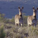 Karoo National Park