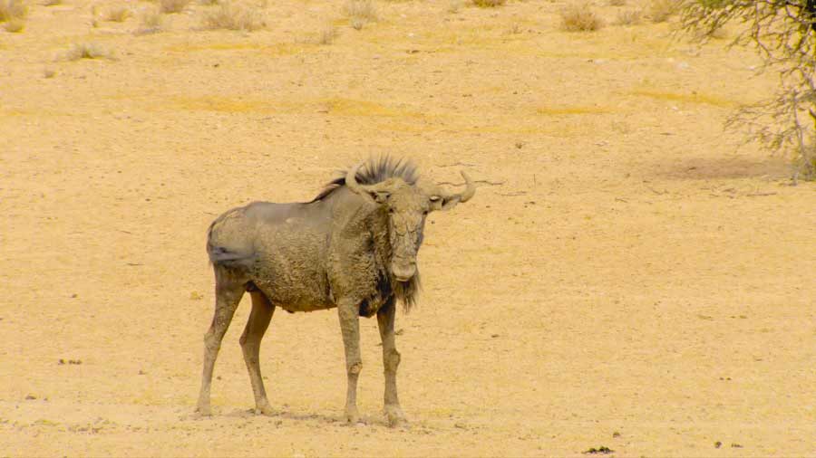 You are currently viewing Great Parks of Africa episode 5 – Kgalagadi Transfrontier Park