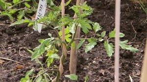 Tomato planting and staking