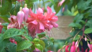 The A To Z Of TV Gardening - Letter F - Fern And Fuchsias - HDclump