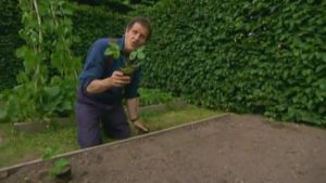 Read more about the article The A to Z of TV Gardening – Letter S