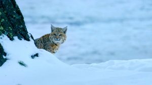 Snow-Animals---Bobcat