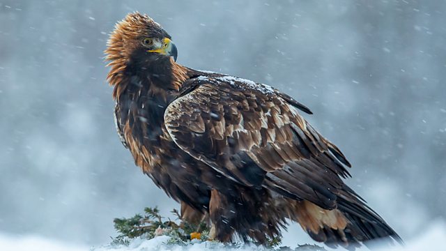 You are currently viewing Winterwatch episode 2 2020