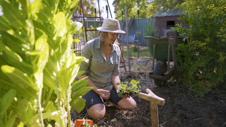 Gardening Australia episode 6 2020