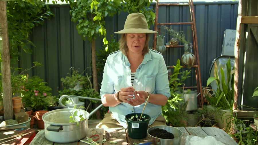 Gardening Australia episode 7 2020