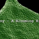 Botany - A Blooming History episode 2 - Photosynthesis