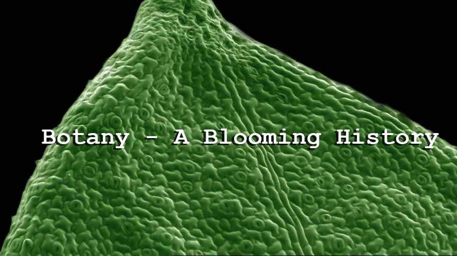 Read more about the article Botany – A Blooming History episode 2 – Photosynthesis