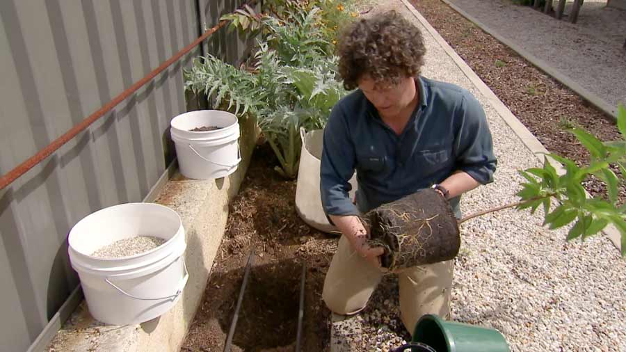 Gardening Australia episode 27 2020