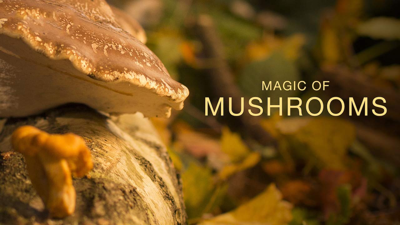 Read more about the article The Magic of Mushrooms