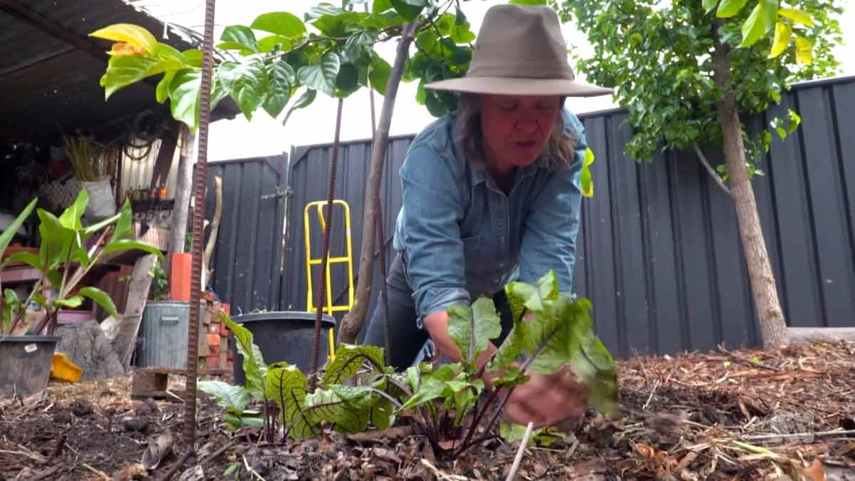 Read more about the article Gardening Australia episode 6 2021