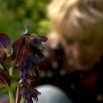 Life in a Cottage Garden with Carol Kleine episode 4 - High Summer
