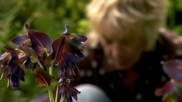 You are currently viewing Life in a Cottage Garden with Carol Kleine episode 4 – High Summer