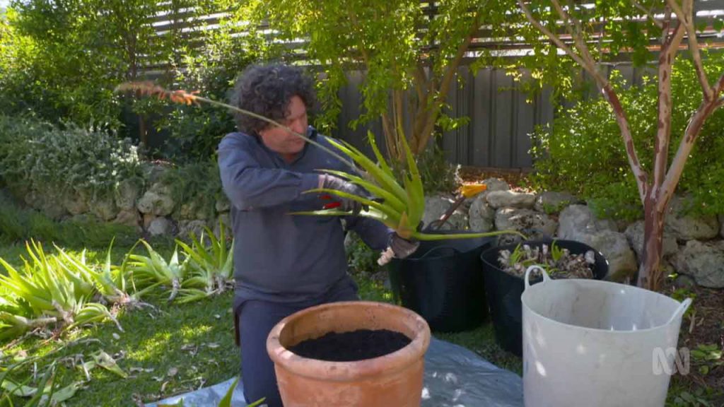 Gardening Australia episode 11 2021