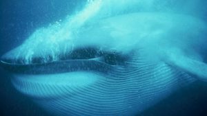 Read more about the article Ocean Giants episode 1 – Giant Lives
