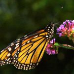 Garden Secrets episode 4 - Pollinator Power