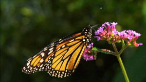 Read more about the article Garden Secrets episode 4 – Pollinator Power