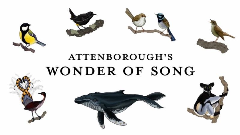 Read more about the article Attenborough’s Wonder of Song