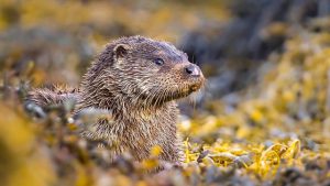 Read more about the article Winterwatch 2022 episode 1
