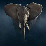 Dynasties episode 7 - Elephant - David Attenborough