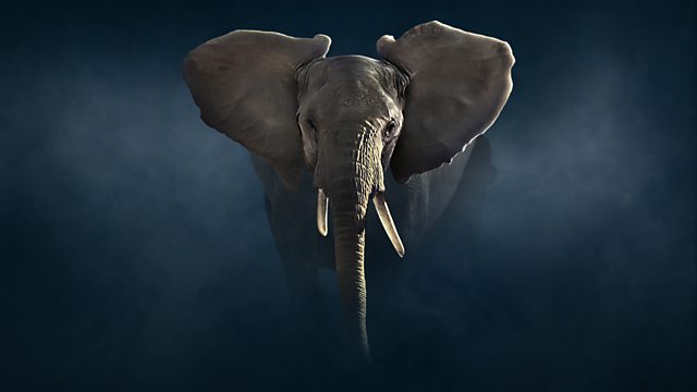 Dynasties episode 7 - Elephant - David Attenborough