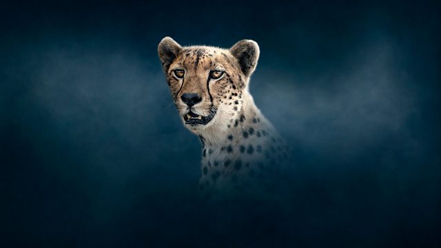 Dynasties episode 8 - Cheetah - David Attenborough