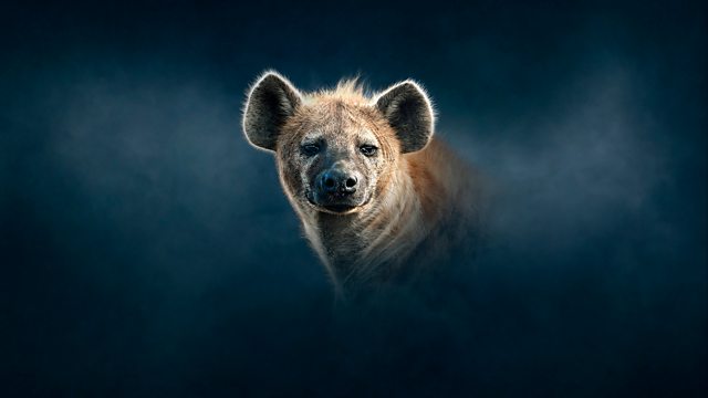 Dynasties episode 8 - Hyena - David Attenborough