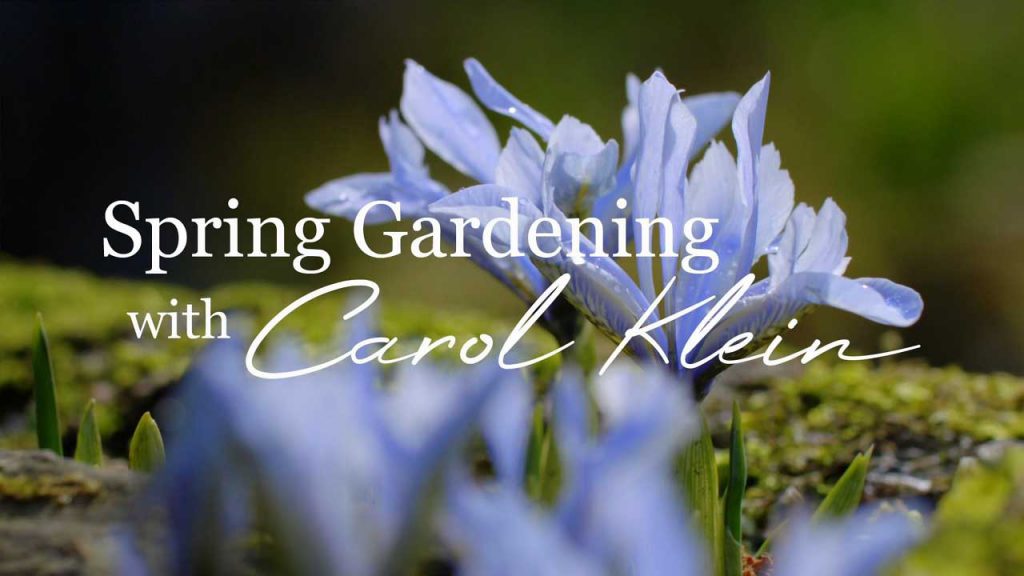 Spring Gardening with Carol Klein episode 3