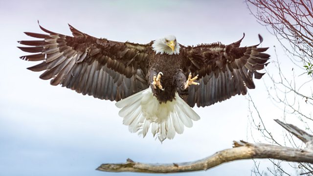 Read more about the article The Wonder of Animals – Birds of Prey