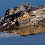 The Wonder of Animals - Crocodiles