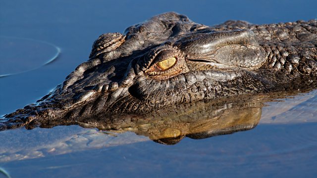 Read more about the article The Wonder of Animals – Crocodiles
