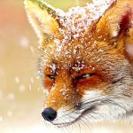 The Wonder of Animals - Foxes