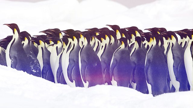 Read more about the article The Wonder of Animals – Penguins