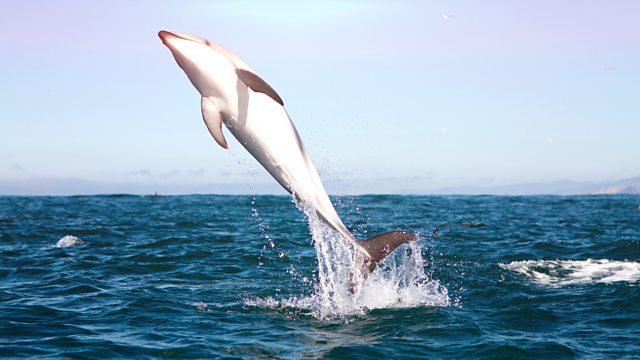 Read more about the article The Wonder of Animals – Dolphins