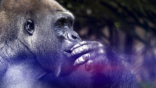You are currently viewing The Wonder of Animals – Great Apes